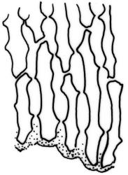 Weymouthia cochlearifolia. Basal laminal cells. Drawn from T.W.N. Beckett s.n., May 1889, CHR 623822.
 Image: R.C. Wagstaff © New Zealand Institute for Bioeconomy Science Limited 2026 CC-BY 3.0 NZ